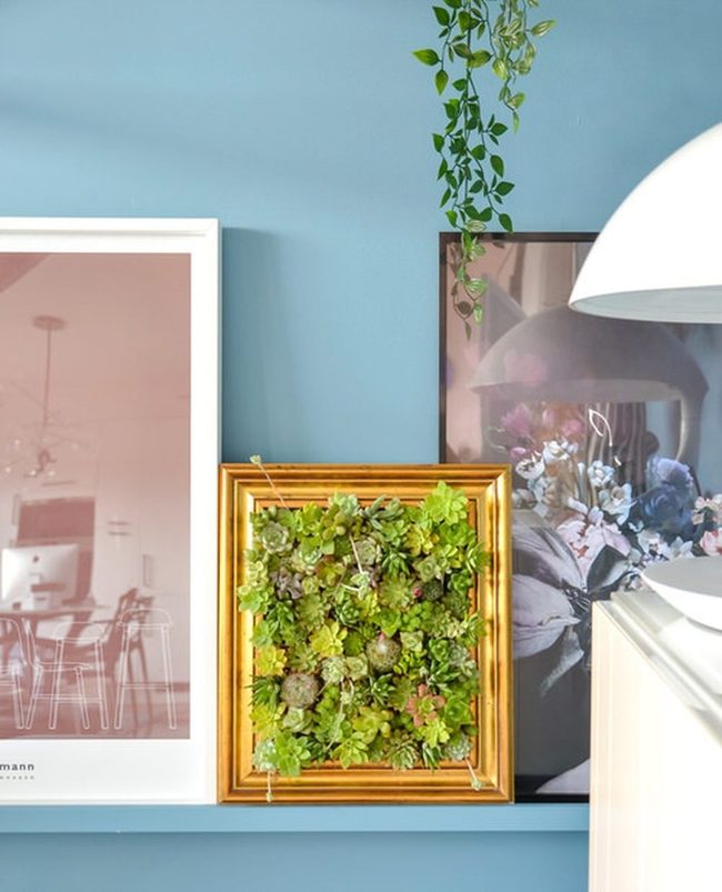 Living Succulents In Glass Frames