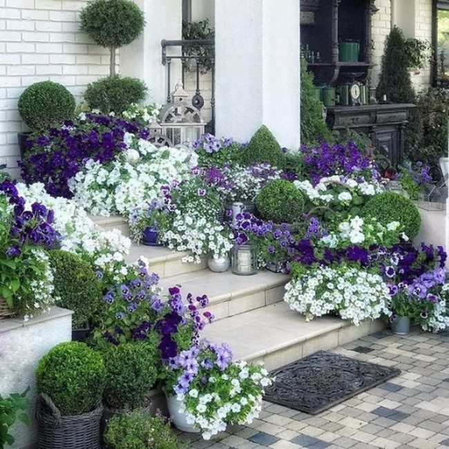 White Petals Purple Lavender Border