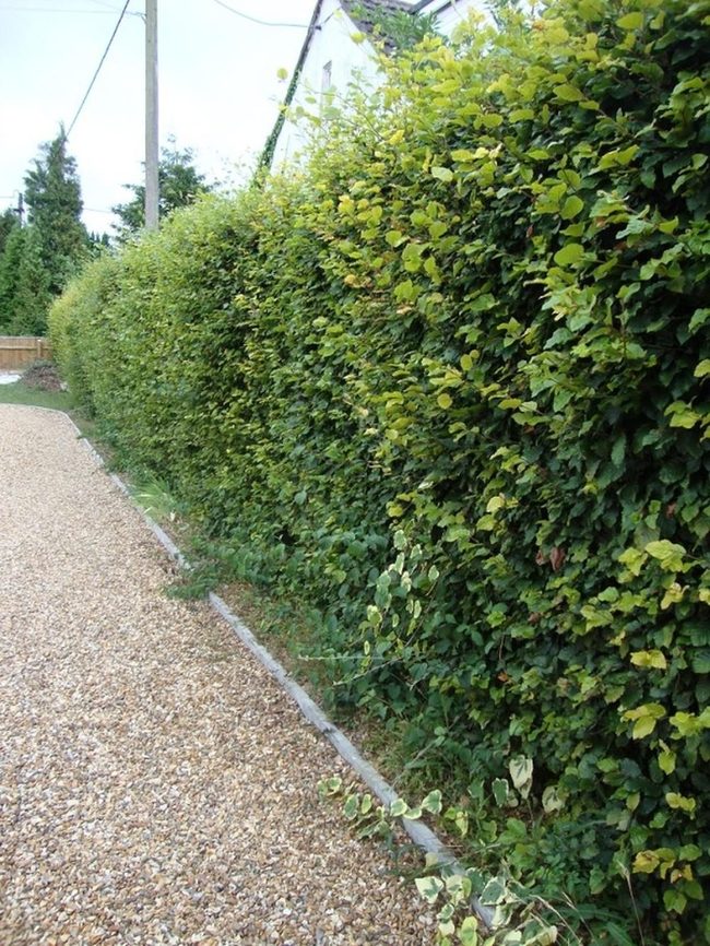Stone Paths Meet Living Green