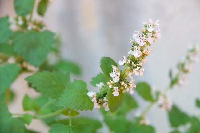 Green Pest Repellent With Fragrant Leaves