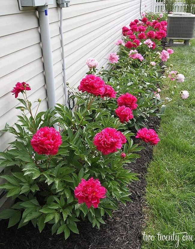 Massive Pink Blooms Year After Year