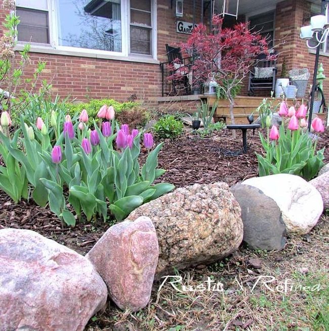 Bright Tulip Garden In Full Bloom