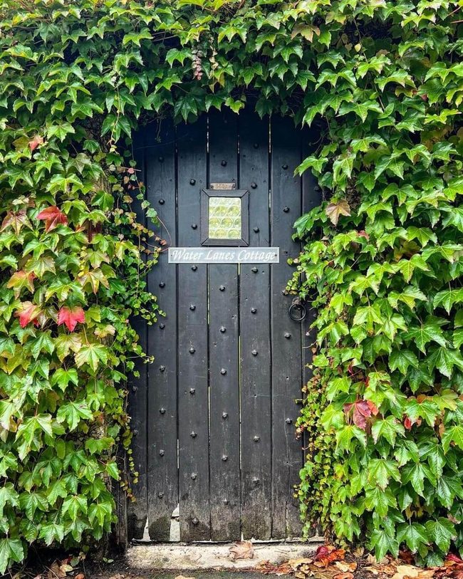 Brown Wood Gate Through Garden Vines