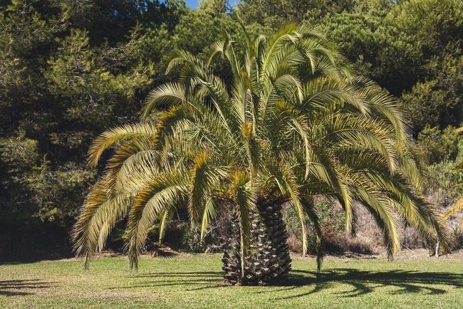 Senegal Date Palms Irregular Forms