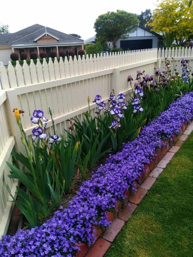 Purple Iris Garden White Picket Fence