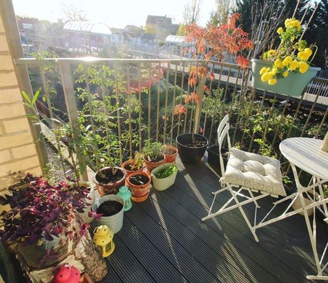 Golden Mums And Autumn Foliage Balcony