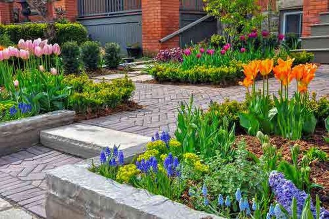 Orange Cannas With Blue Pink Harmony