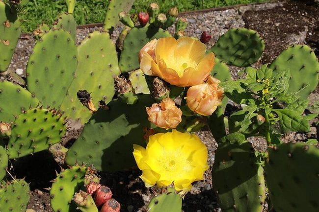 Yellow Blooms On Spiky Green Pads