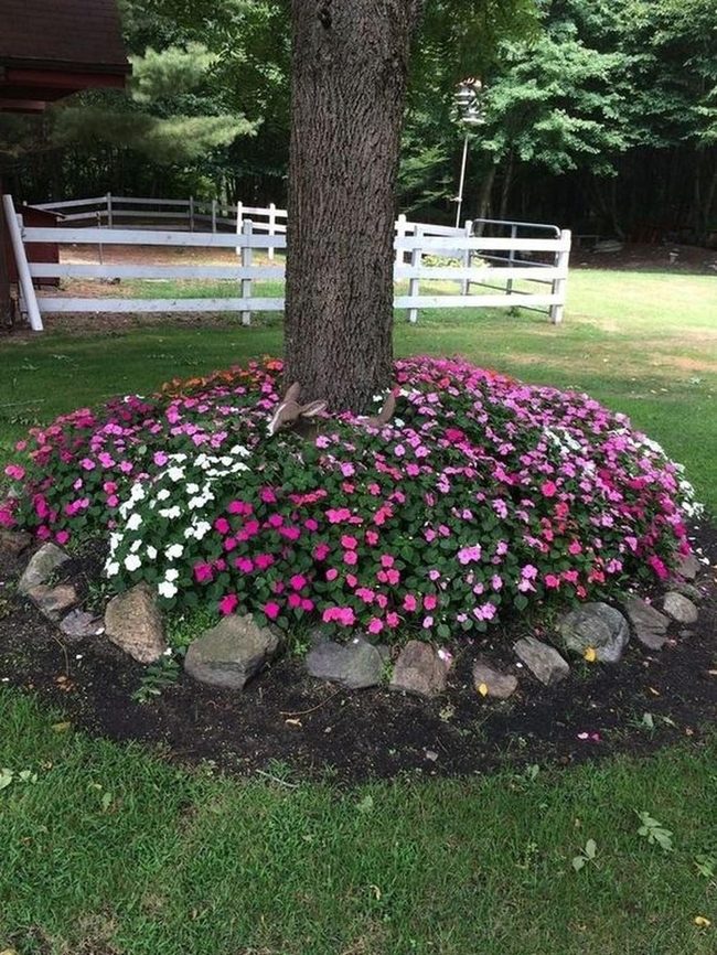 Towering Trees Frame Blooming Garden