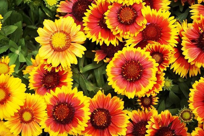Fiery Blooms That Bloom All Season