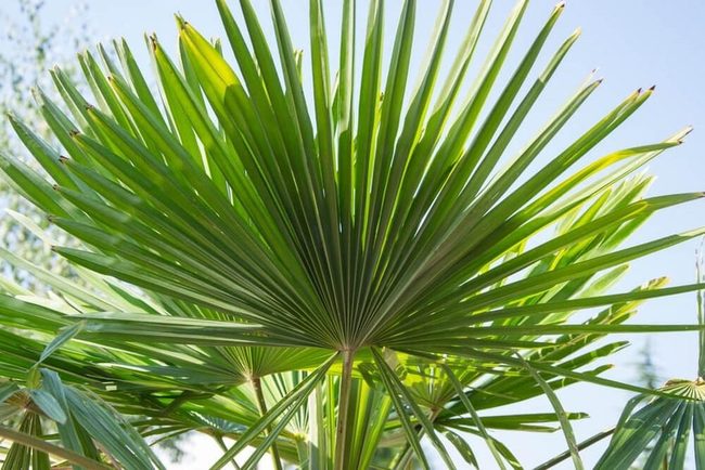 Compact Fan-Shaped Dwarf Palm