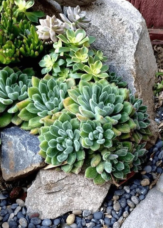 Pale Succulents Among Desert Stones