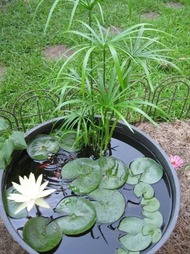 White Bloom Over Dark Water