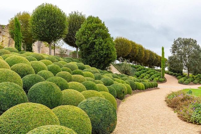 Dense Green Privacy Walls