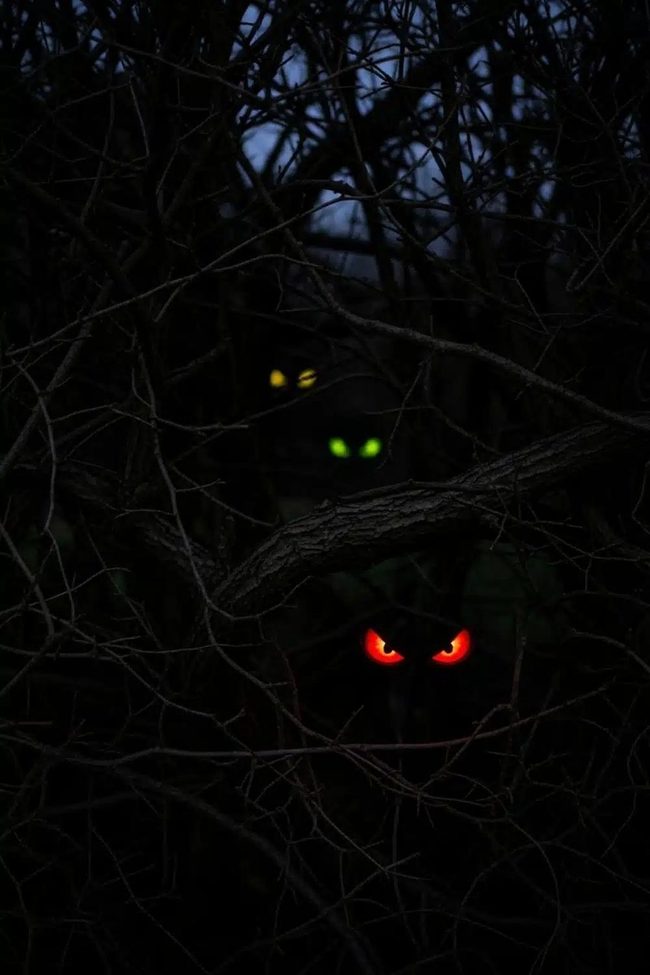 Glowing Eyes Hiding In Bushes