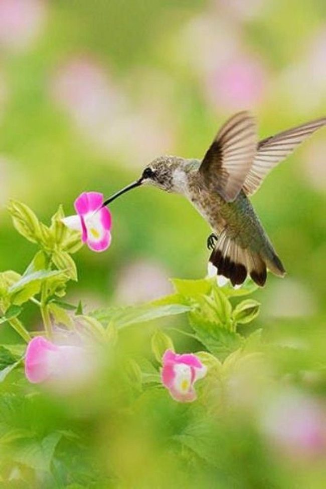 Pink Flowers, Hovering Hummingbirds, Golden Light