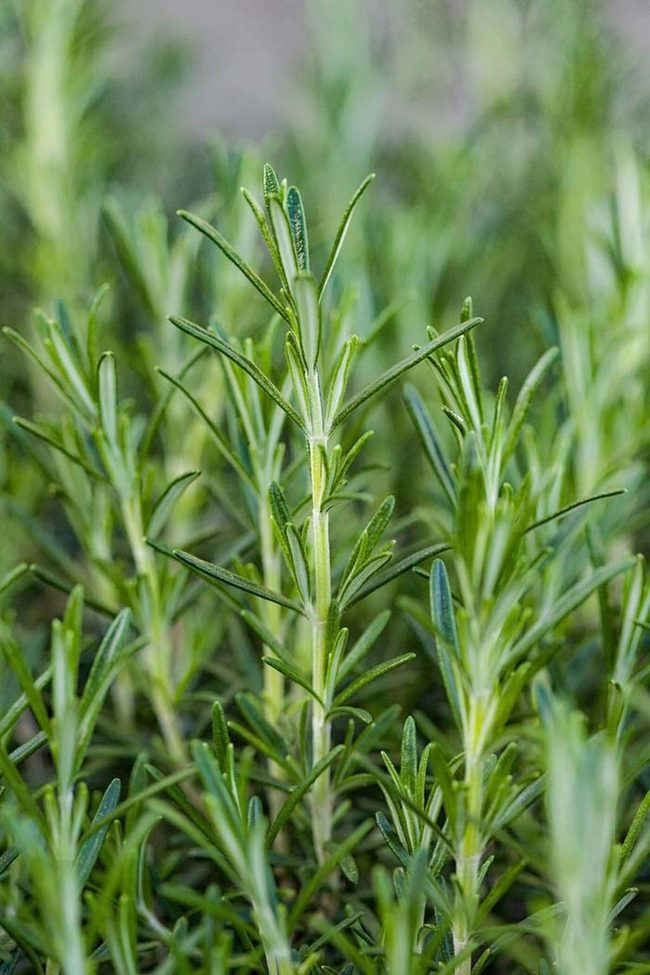 Rosemary Repels Mosquitoes Naturally