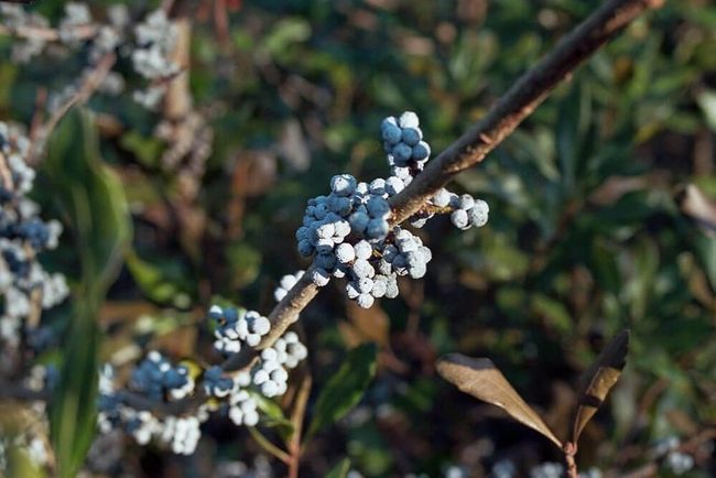 Blue Berry Coastal Shrub