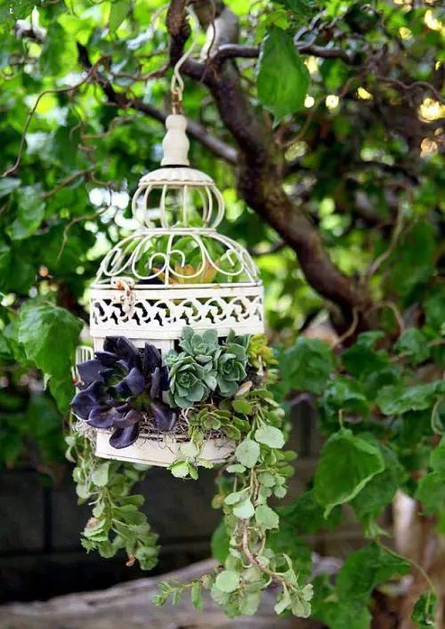 Succulents Spilling From Metal Cages