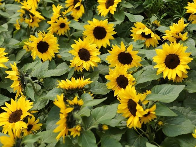 Golden Vertical Pollinator Garden