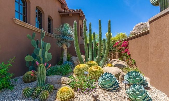 Sculptural Cacti And Agave Landscape