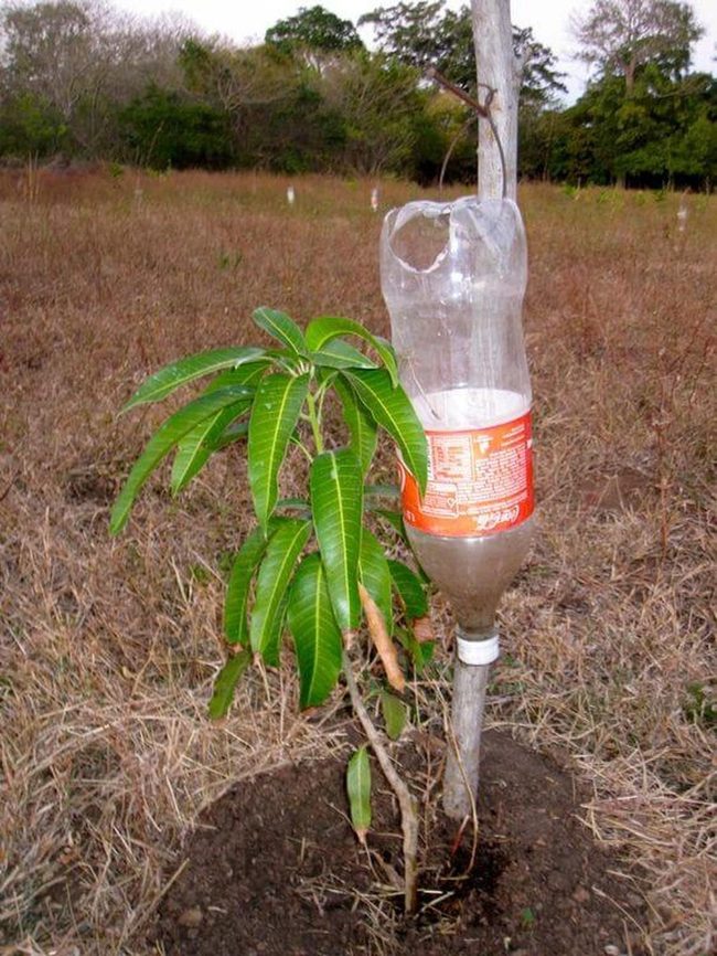 Plastic Bottles Garden Watering System