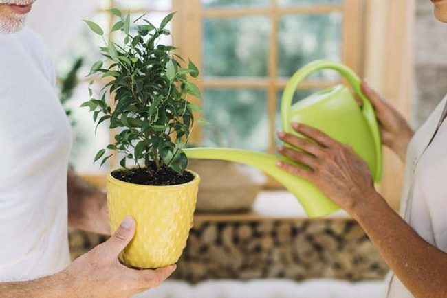 Clean Water Stronger Plant Growth