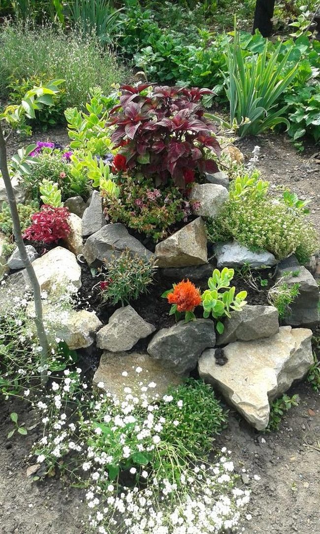 Red-Orange Blooms With Stone Borders