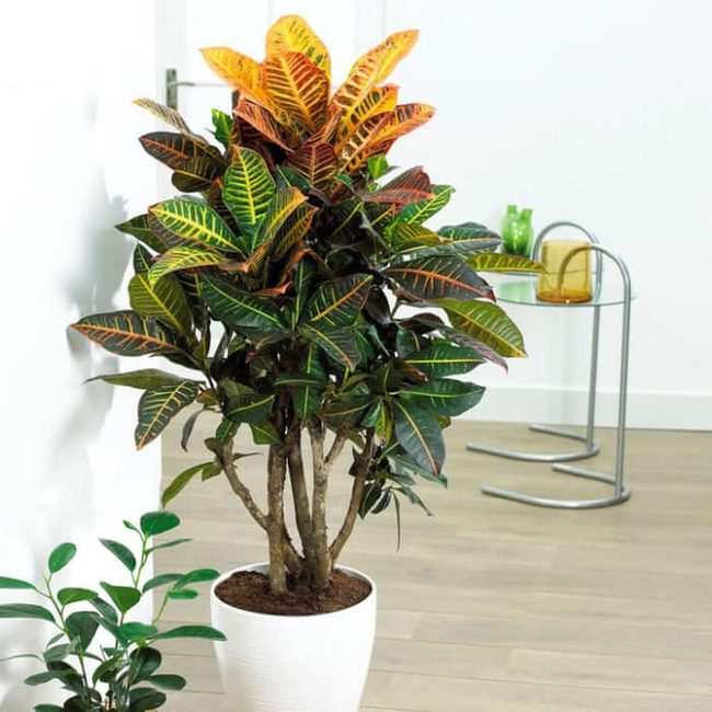 Fiery Foliage Statement Plant