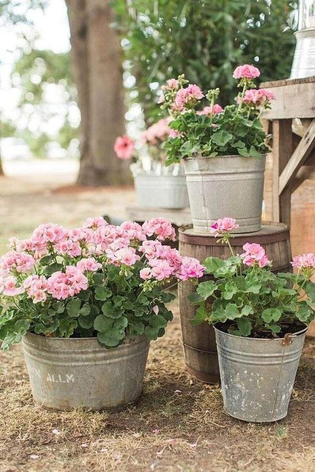 Pink Geraniums In Galvanized Metal Pots