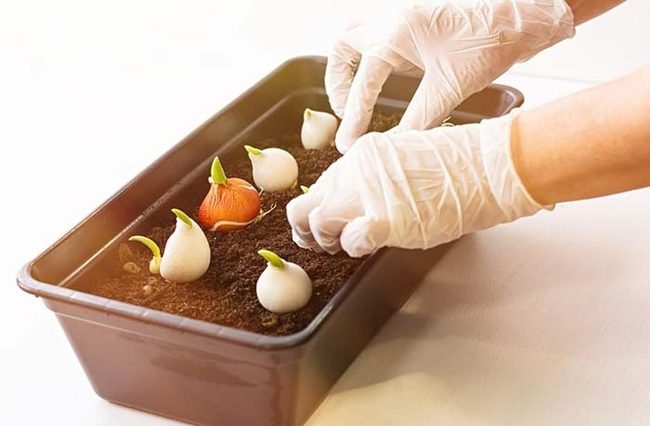 Recycled Containers For Indoor Seeds