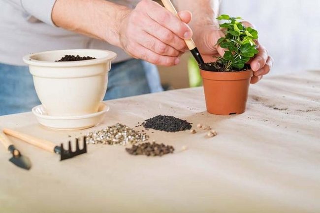 Terracotta Pot Roots Free Growth