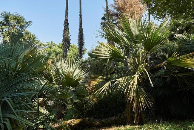 Dramatic Fan Leaves Multiple Growth Forms