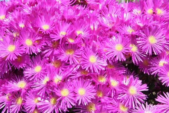 Purple Ice Plant Petals