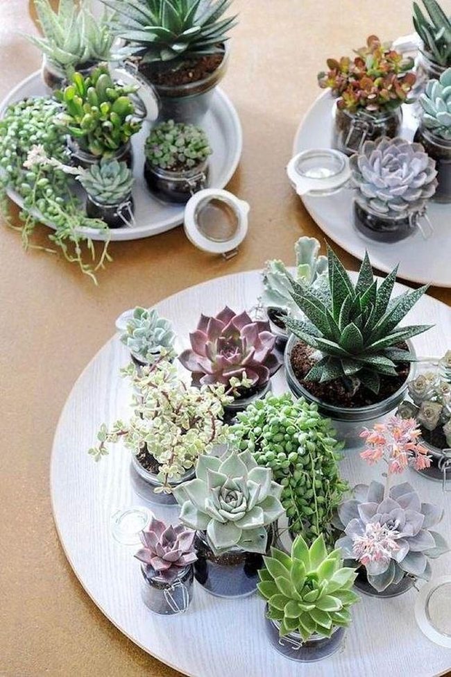 Circular Trays Of Purple And Green Succulents