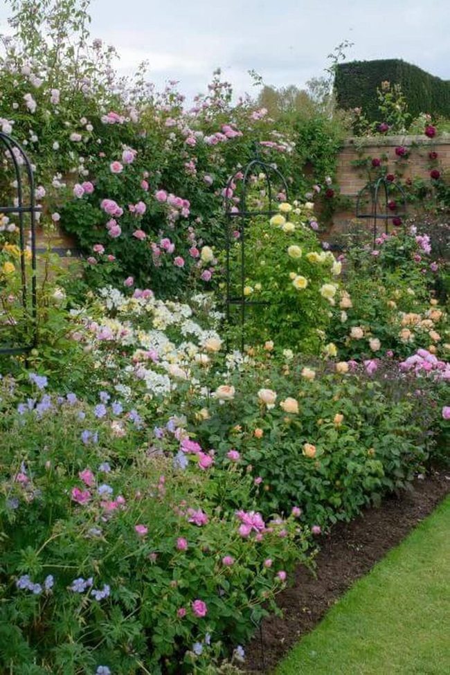 Blooming Garden With Climbing Vines