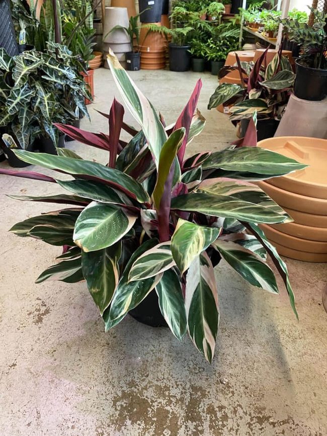 Pink And Green Striped Foliage