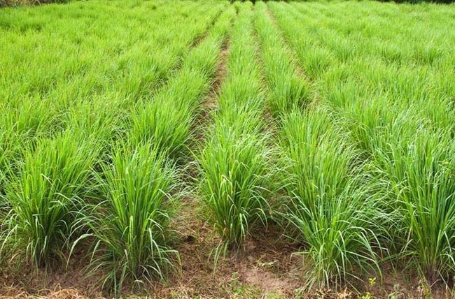 Lemongrass Mosquito Defense Garden