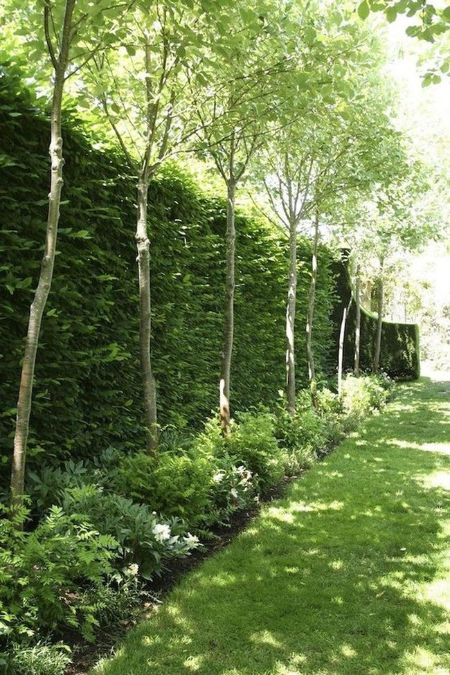 Green Cathedral Of Dappled Light