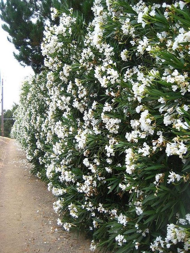 White Blooms Along Green Trail