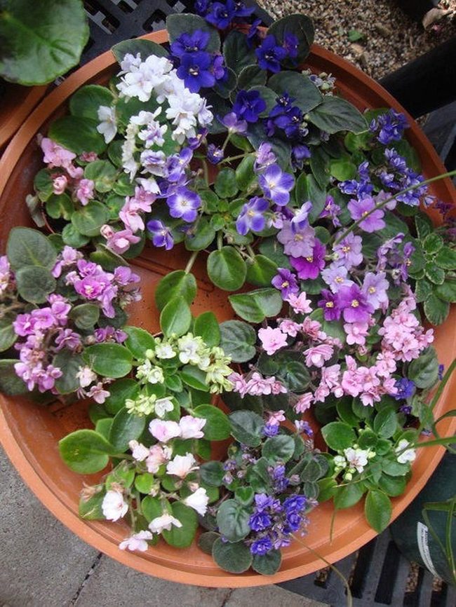 Tiered African Violets In Terracotta