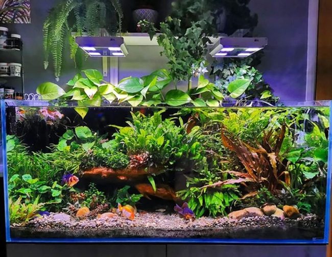 Green Vines Filtering Aquarium Water Naturally