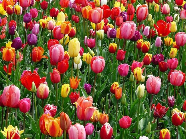 Grouped Tulips Spring Statement