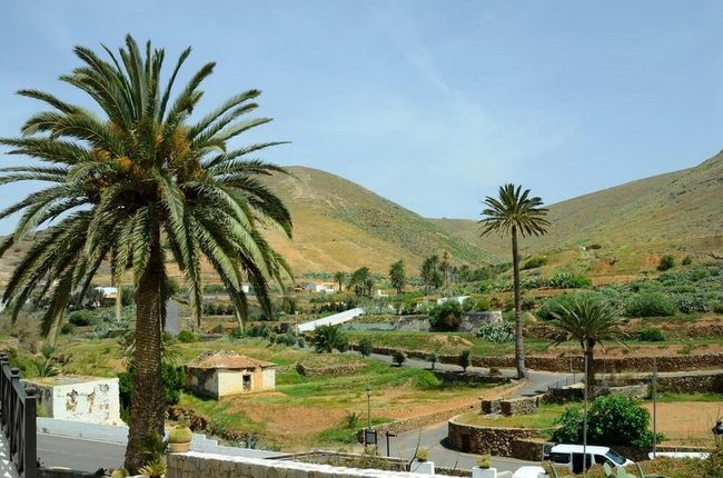 Tall Palm, No Edible Fruit
