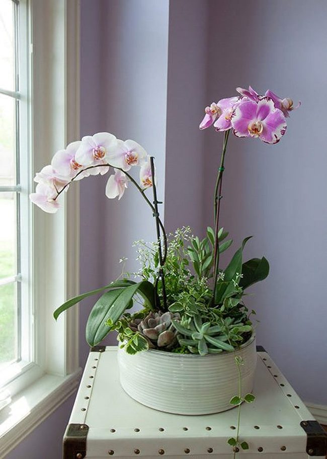 Neutral Ceramic Orchid Vessels