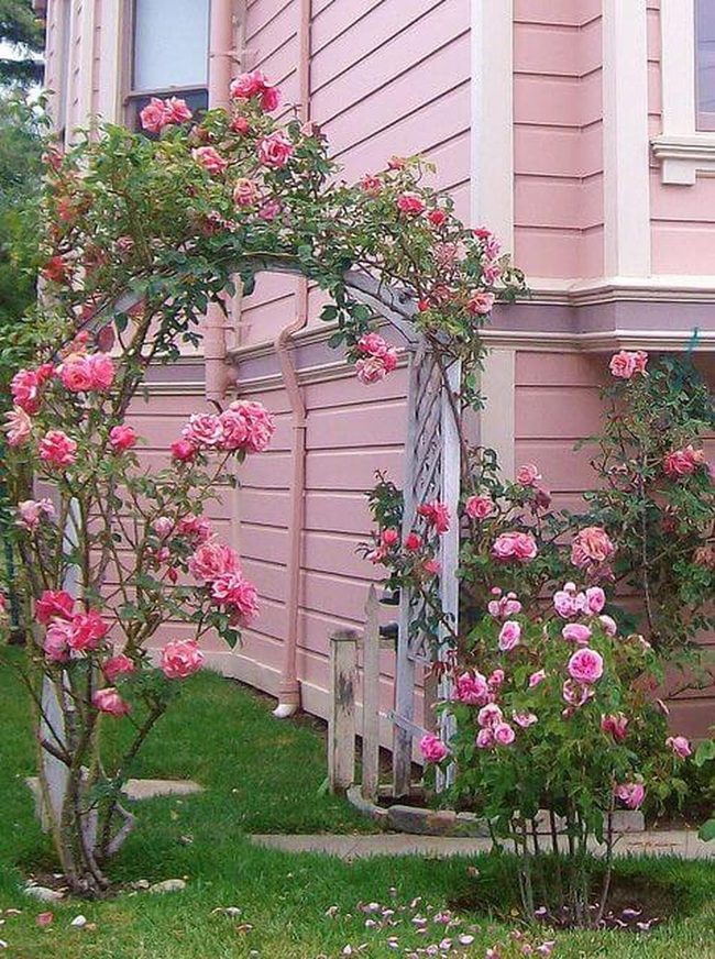 Pink Roses Through Latticed Archway