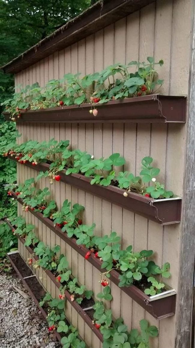 Red Strawberries Vertical Garden Wall