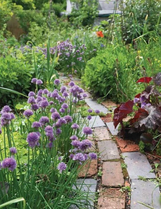 Purple Chives Garden Pathway