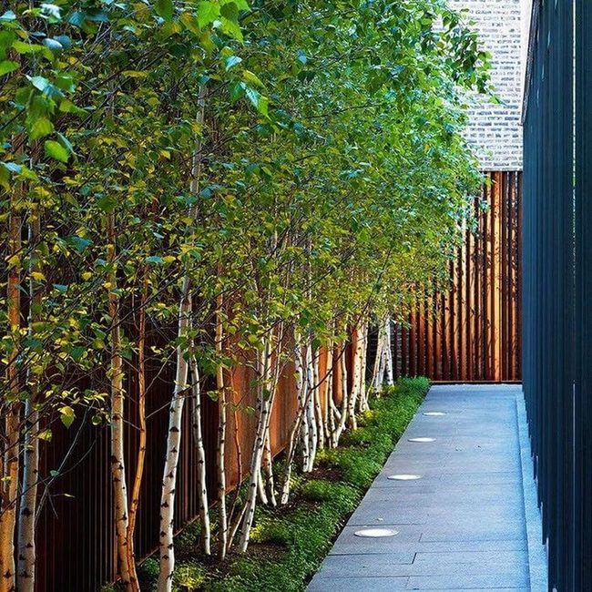 Birch-Lined Path Through Leafy Shadows