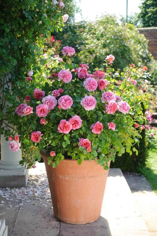 Pink Roses In Terracotta